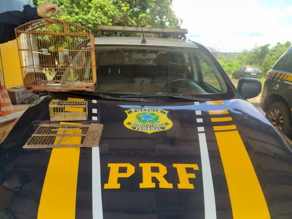 AÇAILÂNDIA: MOTOCICLISTA É DETIDO PELA PRF APÓS SER FLAGRADO COM ANIMAL SILVESTRE NA BR-222