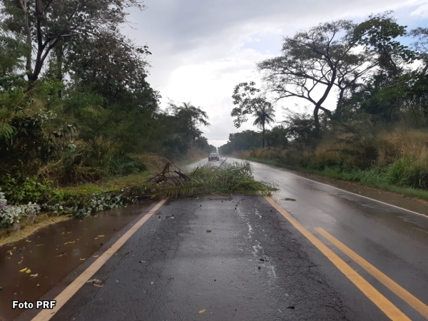 PRF e Corpo de Bombeiros retiram árvore caída sobre a BR-010/MA