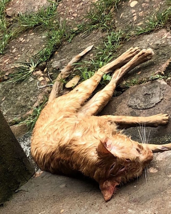 AÇAILÂNDIA - Mulher é presa após matar gato e ameaçar dona do animal