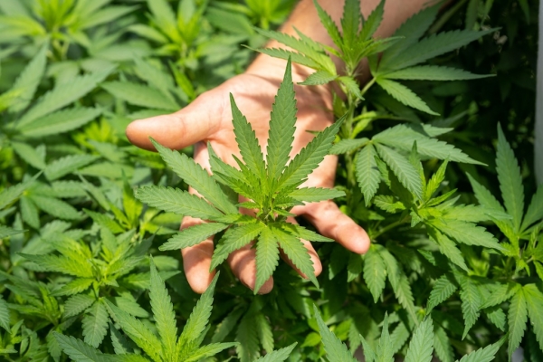 STJ AUTORIZA CULTIVO DE CANNABIS PARA FINS MEDICINAIS